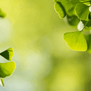 Какво знаем за гинко билоба