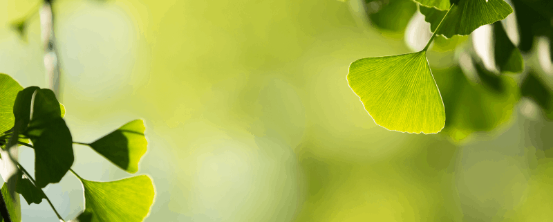 Какво знаем за гинко билоба