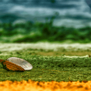 В какво се крие лечебната сила на водораслите